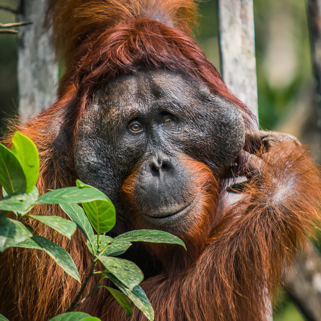 Wildlife photography in Indonesia, 2019