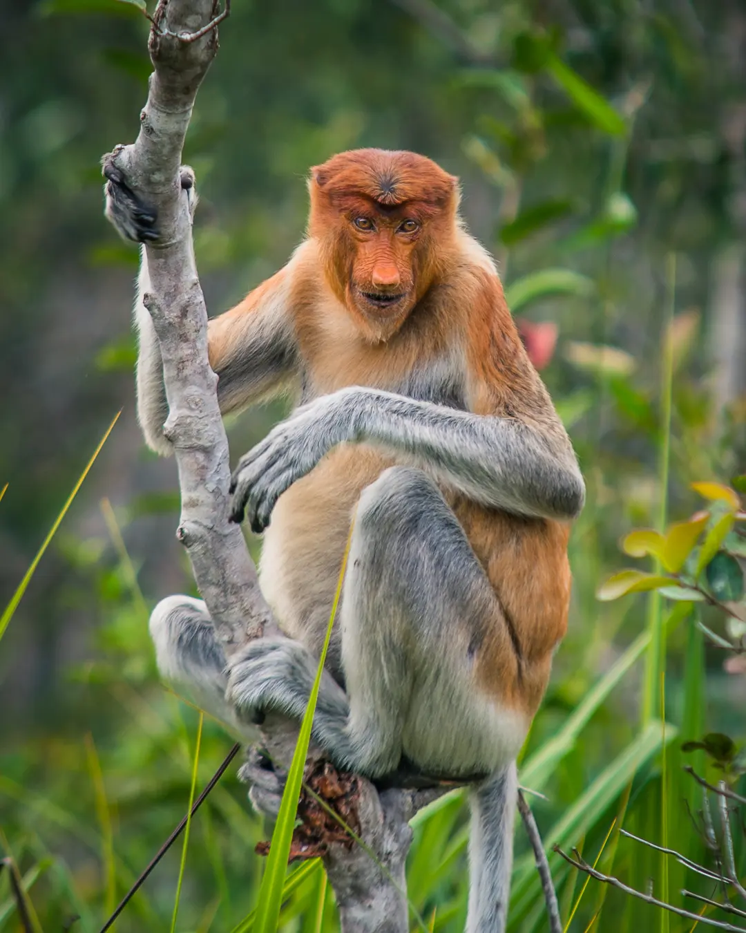 Indonesian wildlife, 2019