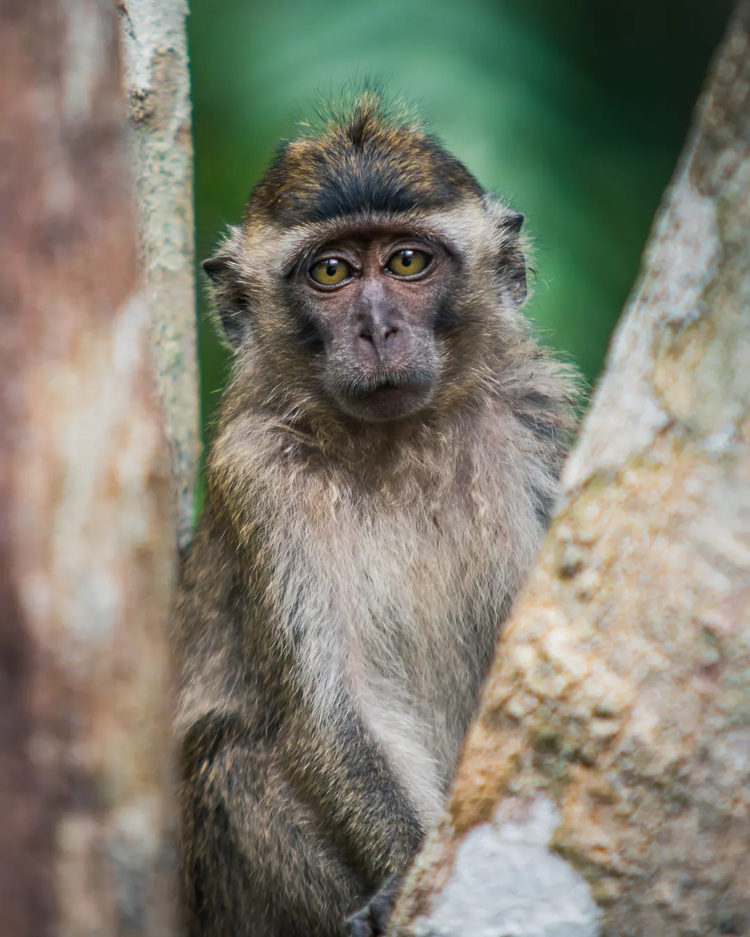 Wildlife in Indonesia, 2019