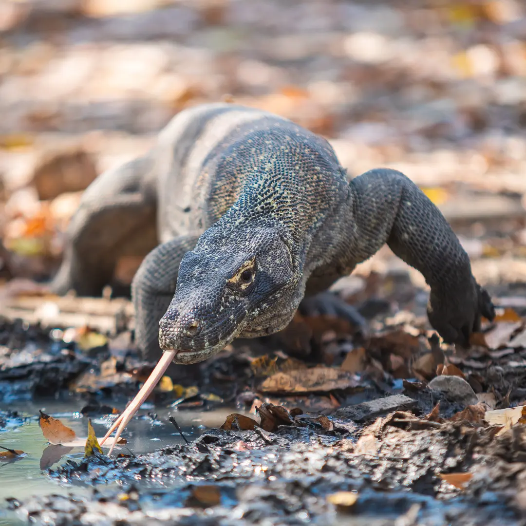 Indonesian wildlife photography, 2019
